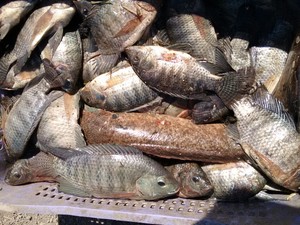 Pesca deste sábado na Lagoa do Partido, em Campos, RJ (Foto: Osiel Azevedo / InterTv Planície)