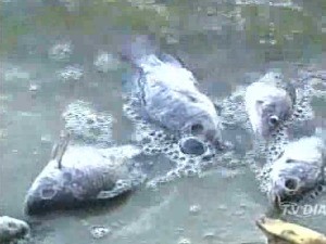 Prefeitura já recolheu parte dos peixes mortos (Foto: TV Diário/Reprodução)