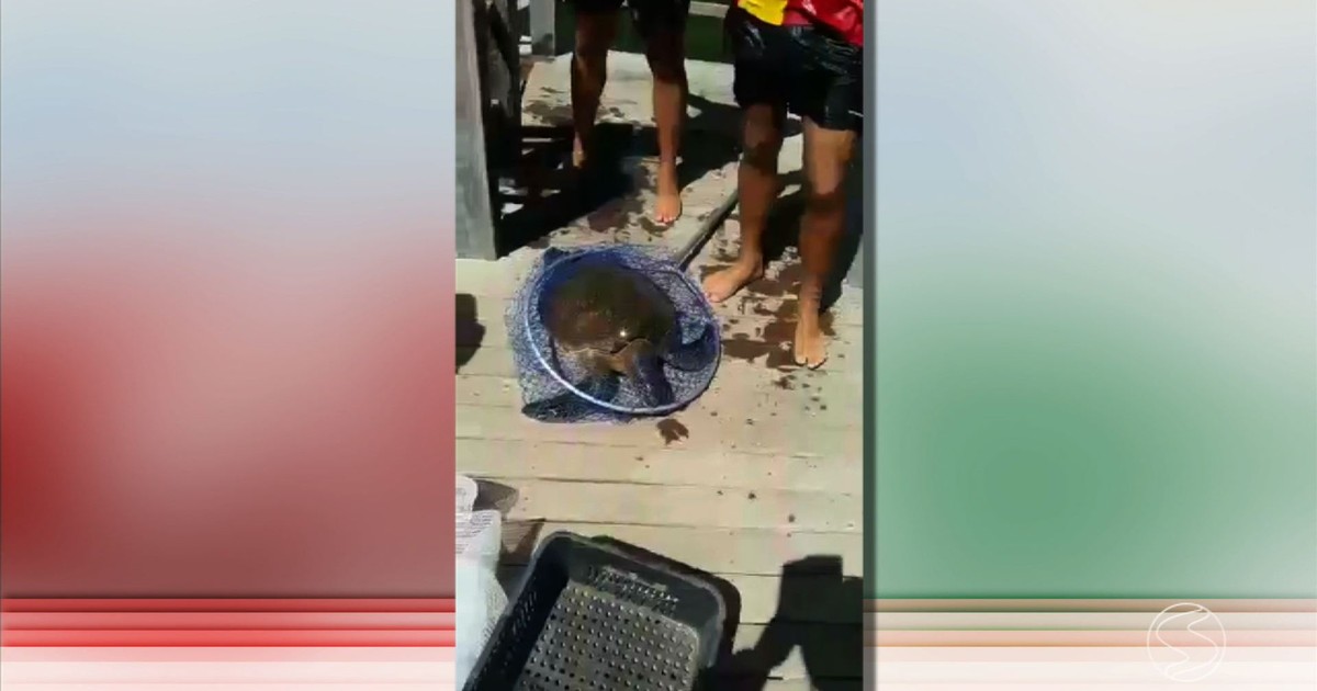 Tartarugas ameaçadas de extinção são resgatadas em Angra dos ... - Globo.com