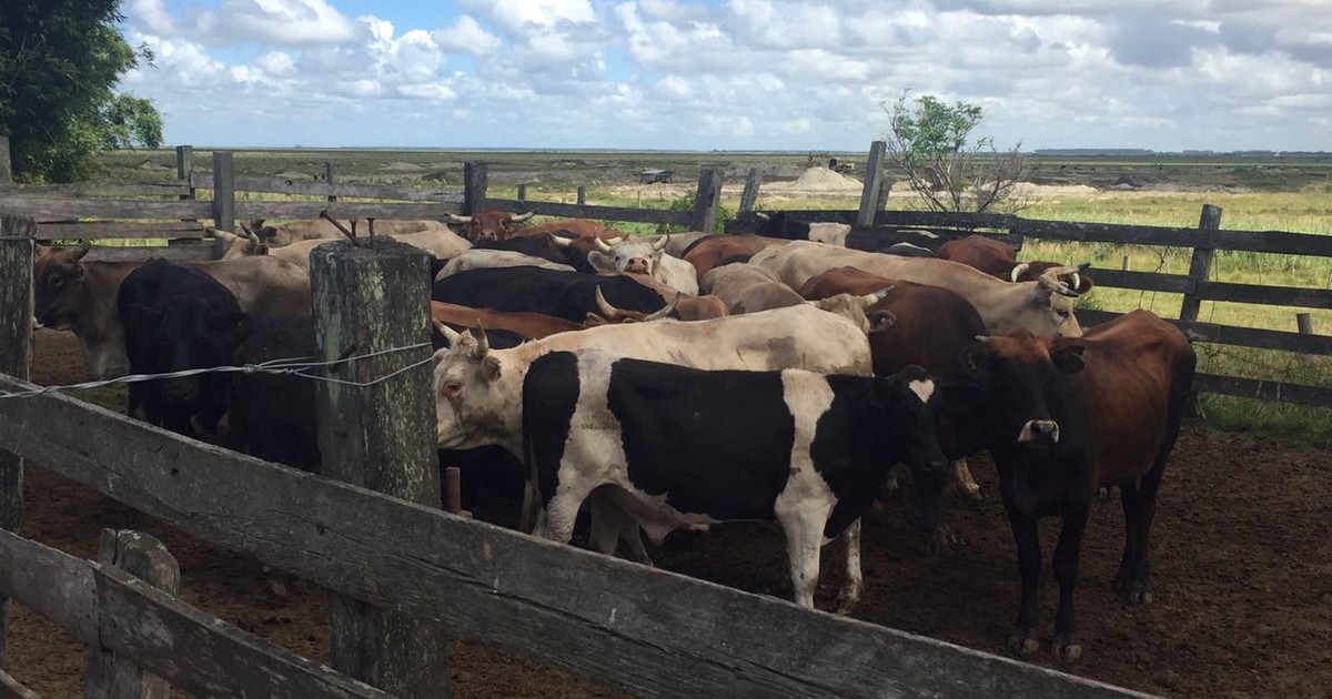 G1 - Dupla é presa após furtar gado de propriedade em Rio Grande ... - Globo.com