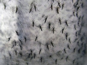 aedes do bem pode combater dengue e zika conheca projetos bem estar g1