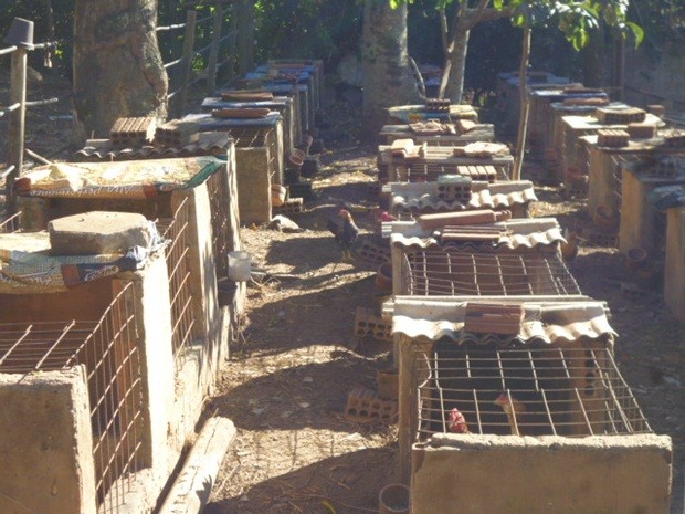 Galos estavam presos em gaiolas que estavam no sítio em Avaí (Foto: Divulgação/Polícia Ambiental de Bauru)