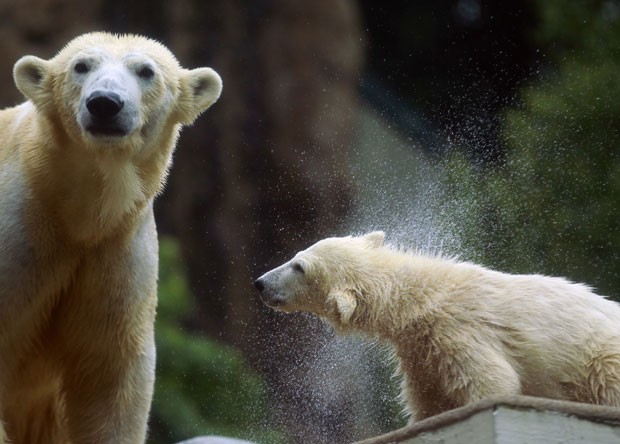 A ursinha nasceu em janeiro deste ano. Elá é irmã de Knut, urso polar que ficou famoso na Alemanha e no exterior em 2006 ao ser rejeitado pela mãe e tratado por humanos, mas morreu no ano passado. (Foto: Ina Fassbender/Reuters)