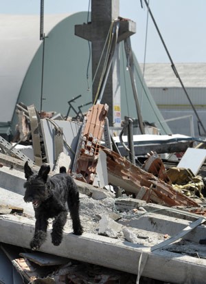 Cão entre destroços da fábrica destruída pelo tremor (Foto: AP)