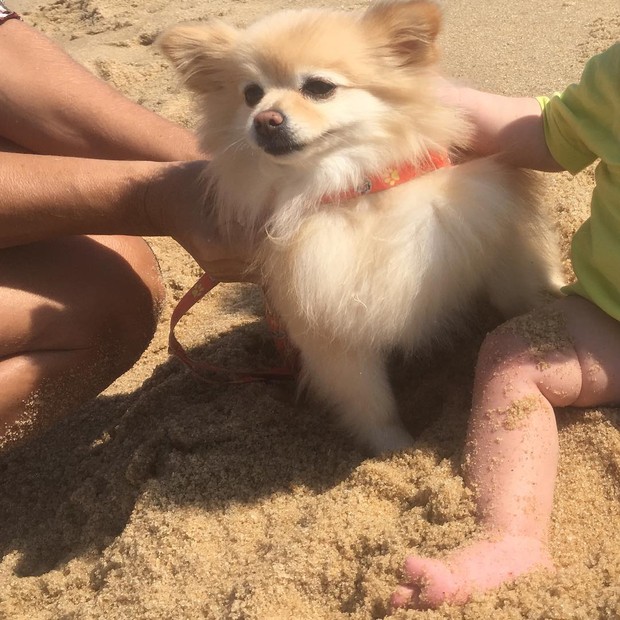 Filho de Adriana e Rodrigão brinca com cadela na praia (Foto: Reprodução/ Instagram)