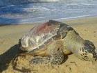 Tartaruga marinha é achada morta em praia de Prado, extremo sul da Bahia
