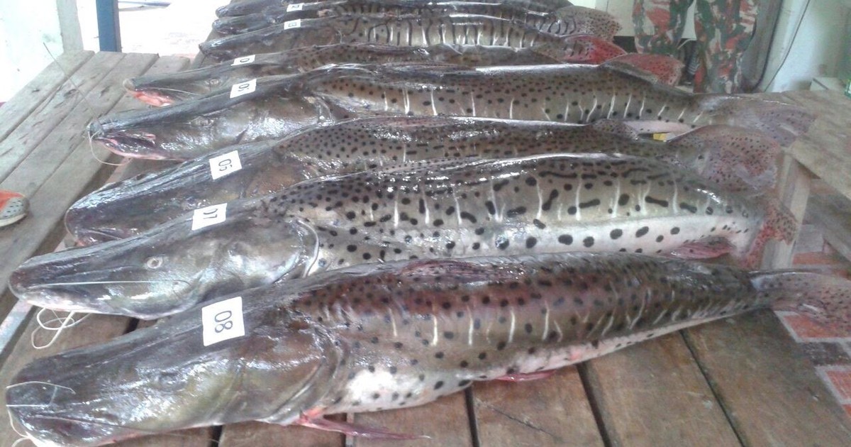 G Pma Autua E Apreende Tonelada De Pescado Durante Piracema Em