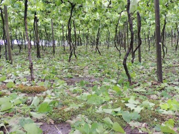 Parreiras da família Favero ficaram danificadas após chuva na Serra do RS (Foto: Andre Favero/ Vc no G1)