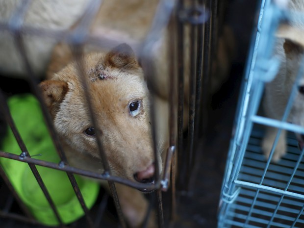Animais à espera para serem abatidos em festival que consome carne canina na China (Foto: Reuters/Kim Kyung-Hoon)