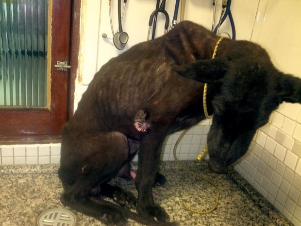 cachorro abandonado em casa na bahia (Foto: Urânia Almeida/Arquivo Pessoal)