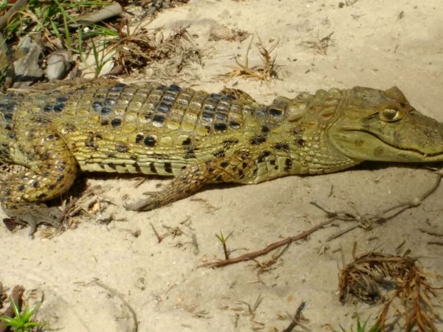 Jacaré é encontrado por banhistas na areia de uma praia do sul da Bahia (Foto: Claydson Motta/Site Prado Notícia)