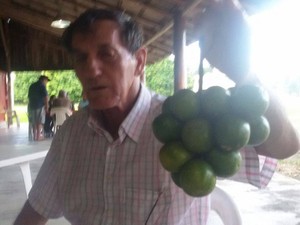 Pé de limão deu cachos com 17 frutas (Foto: Arquivo pessoal)