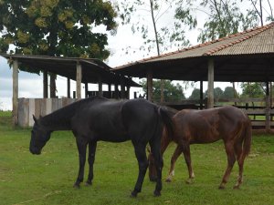 Doença de mormo causou cancelamento de cavalgada, em Cacoal (Foto: Paula Casagrande/G1)