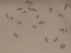 Casos de dengue aumentam mais de 1000% em Varginha em 2015