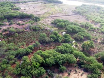Plantio de maconha antes de ser erradicado pela Polícia Federal. (Foto: Divulgação / Polícia Federal)