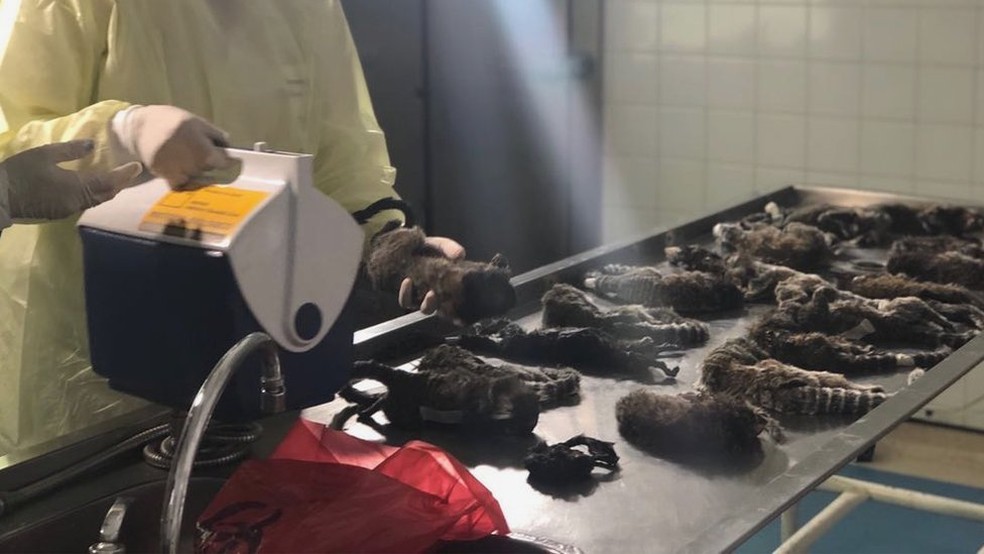 Dos 144 macacos mortos recolhidos pela Vigilância Sanitária e Controle de Zoonoses do Rio de Janeiro, cerca de 100 foram executados (Foto: Vigilância Sanitária do RJ)