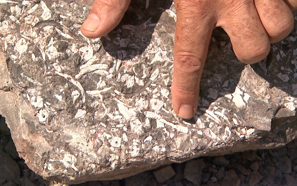 Estudo aponta fragmentos de Mesosaurus brasiliensis em rochas em Santa Rosa de Viterbo, SP (Foto: Maurício Glauco/EPTV)