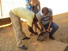 Campanha antirrábica deve vacinar 54 mil animais em Montes Claros