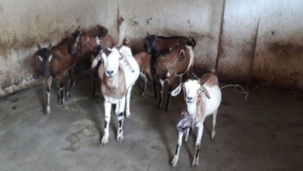 Kunwar vendeu cabras e bodes para levantar fundos  (Foto: BBC)