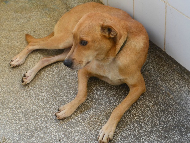 Resultado de imagem para sexual com cachorro