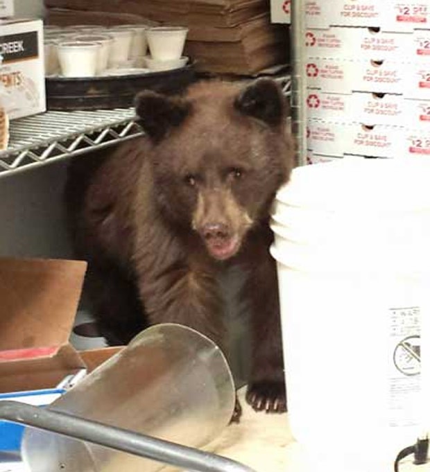 Filhote de urso invadiu pizzaria no centro de Colorado Springs (Foto: Colorado Springs Police Department)