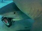 Tubarão-tigre 'rouba' câmera de US$ 10 mil de mergulhador nas Bahamas