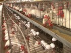 Produção de ovos e frango de corte cai 30% no agreste de Pernambuco