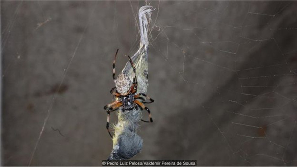 Ferreirinho-relógio (Todirostrum cinereum) caiu em teia e se tornou presa fácil para aranha da espécie Nephilengys cruentata (Foto: Pedro Luiz Peloso/Valdemir Pereira de Sousa)