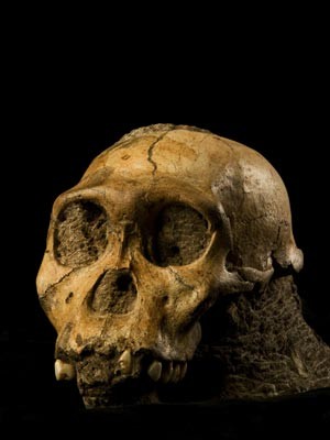 Crânio de um jovem 'Australopithecus sediba' (Foto: Lee Berger/Divulgação)