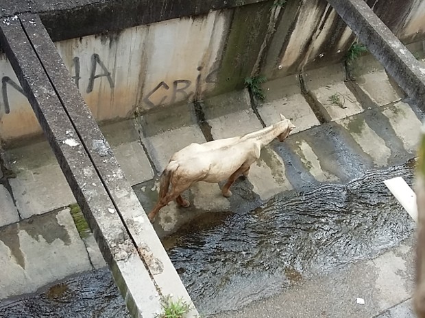 Cavalo ficou preso em córrego de Sorocaba (Foto: Diego Padilha/TEM Você)