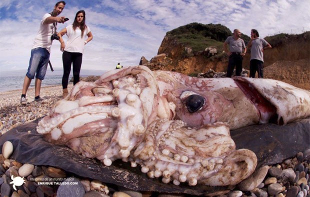 Cacaça de lula gigante atrai curiosos em praia na Espanha (Foto: Reprodução/Facebook/Enrique Talledo)