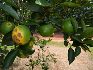 Greening prejudicou pomar de laranjas em Matão (Foto: Thayna Cunha/ G1)