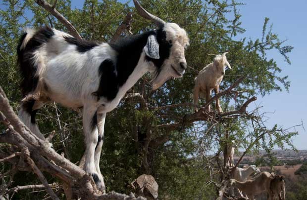 Cabras sobem em árvores para comer frutos em Marrocos em foto tirada neste domingo (26) (Foto: AFP)