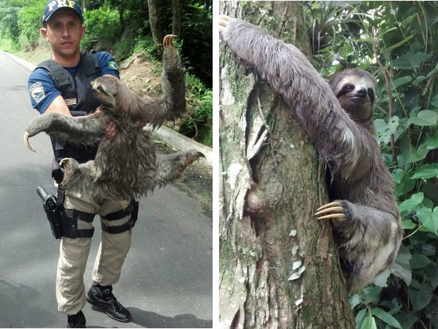 G Bicho Pregui A Resgatado Na Rodovia Rio Santos Em Ubatuba Sp Not Cias Em Vale Do