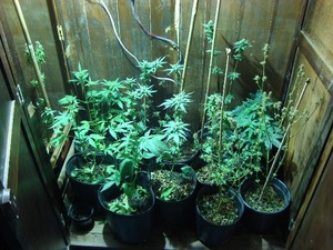 p_de_maconha_barra.jpg