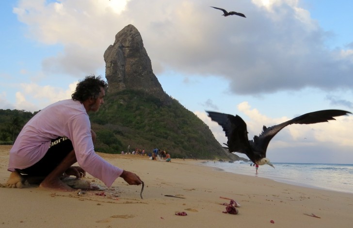 Fartura de peixe em Noronha agora é na Praia da Conceição Blog Viver