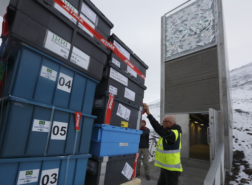Imagem do momento em que as amostras de semente de arroz e milho chegam ao Banco de Sementes de Svalbard, na Noruega (Foto: Divulgação/Embrapa)