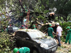 Equipes retiram árvore que caiu encima de quatro carros no Parque Solon de Lucena, em João Pessoa (Foto: André Resende/G1)