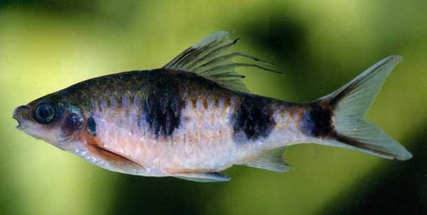 Peixe de uma das nove espécies do novo gênero Dawkinsia. (Foto: AFP)