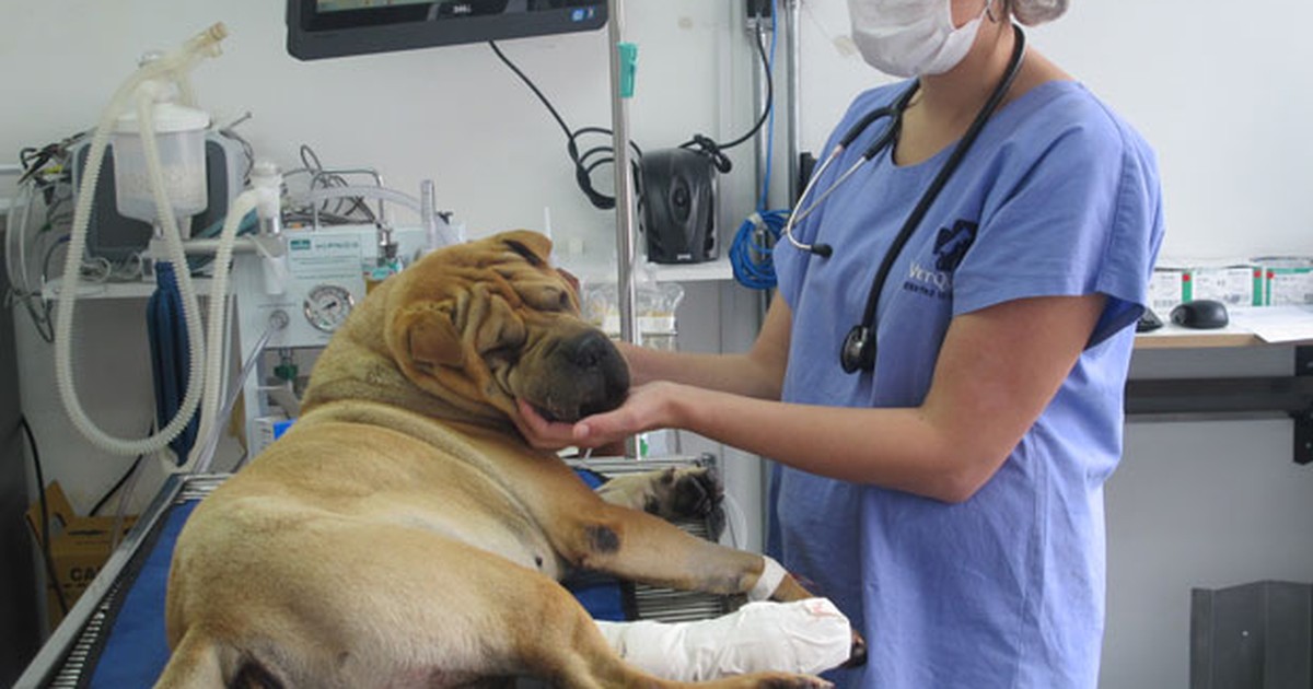 G1 - Zona Norte de SP vai ganhar unidade do hospital veterinário ...