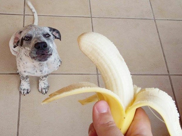 Divinópolis, cão, banana, frutas (Foto: Lucas/Divulgação)