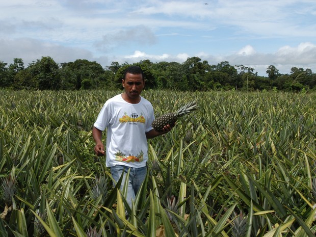 Em 2012, o Tocantins produziu mais de 34 mil toneladas do abacaxi (Foto: Aldemar Ribeiro/ATN)