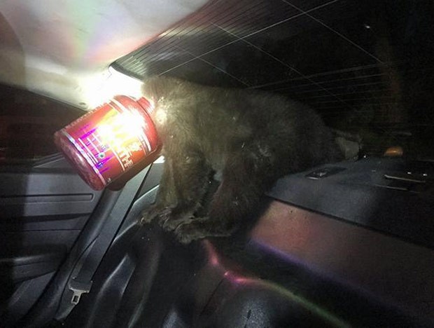 Ursinho foi encontrado com a cabeça entalada em pote de proteína (Foto: Colorado Springs Police Department) Ursinho foi encontrado com a cabeça entalada em pote de proteína (Foto: Colorado Springs Police Department)