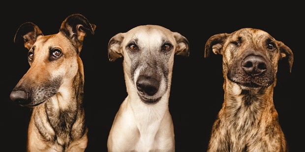 Noodles, Scout e Ioli, os três cachorros da fotógrafa alemã Elke Vogelsang (Foto: Elke Vogelsang)