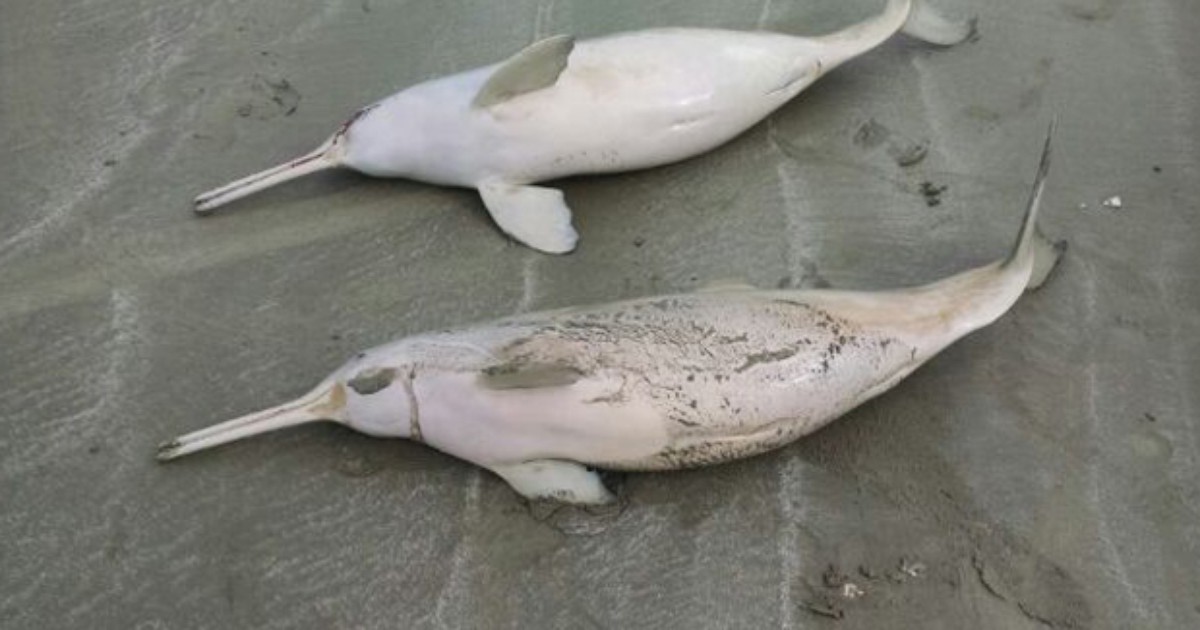 Exame revela que golfinhos fêmeas mortas em Peruíbe estavam ... - Globo.com