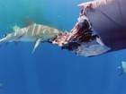 Britânico flagra tubarões devorando carcaça de baleia em menos de 1h