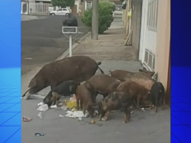 Porcos foram flagrados mexendo no lixo em Marília (Foto: Reprodução/TV TEM)
