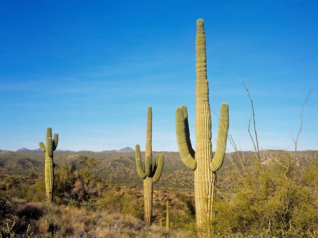 Deserto do Arizona é propício para a produção de energia solar (Foto: David Forman / Image Source / AFP)