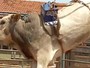 Touros de montaria em Ilha Solteira, SP, recebem tratamento de atleta Touros de montaria em Ilha Solteira, SP, recebem tratamento de atleta