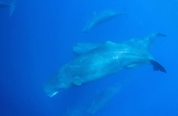 Baleias nas águas profundas da costa do Sri Lanka (Foto: Joshua Barton/Reuters)